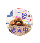 つねちん Vol.1(トイプードル)（個別スタンプ：30）