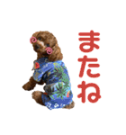 つねちん Vol.1(トイプードル)（個別スタンプ：33）