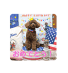 つねちん Vol.1(トイプードル)（個別スタンプ：38）