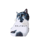 タマちん物語（個別スタンプ：4）