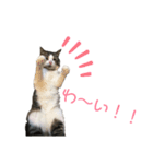 くーちゃんスタンプPart.3‼️（個別スタンプ：1）