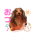 けんこじかぐのスタンプ Ver.3（個別スタンプ：3）