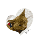N家の猫たち（個別スタンプ：2）