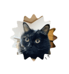 N家の猫たち（個別スタンプ：3）