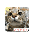 N家の猫たち（個別スタンプ：4）