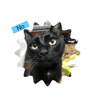 N家の猫たち（個別スタンプ：5）