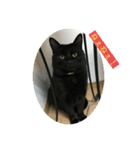 N家の猫たち（個別スタンプ：6）
