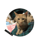 N家の猫たち（個別スタンプ：7）