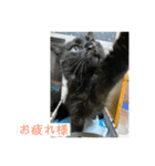 N家の猫たち（個別スタンプ：8）