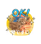 トマロビーのソバで#1（個別スタンプ：6）