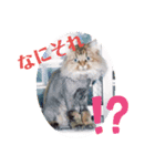 トマロビーのソバで#1（個別スタンプ：7）