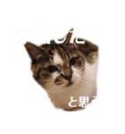 トマロビーのソバで#1（個別スタンプ：8）