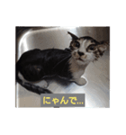 どんぐりゃーらいふ2（個別スタンプ：3）
