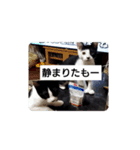 どんぐりゃーらいふ2（個別スタンプ：5）