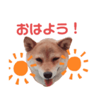 柴犬 しばいぬのはなちゃん その3（個別スタンプ：16）