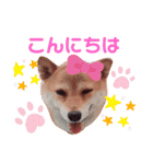 柴犬 しばいぬのはなちゃん その3（個別スタンプ：17）