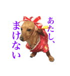 チーコチーコ N°1（個別スタンプ：1）