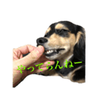 チーコチーコ N°1（個別スタンプ：5）