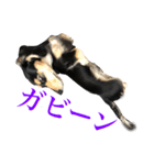 チーコチーコ N°1（個別スタンプ：6）