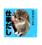 ムタさん2（個別スタンプ：16）