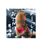 こまフスキーの日常（個別スタンプ：7）