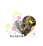 我が家のにゃんの日常（個別スタンプ：11）