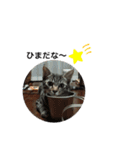 我が家のにゃんの日常（個別スタンプ：22）