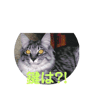 ぽちwithレオ＆たま（個別スタンプ：4）