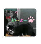 ぽちwithレオ＆たま（個別スタンプ：6）