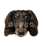 とらのまき 01（個別スタンプ：4）