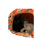 ぽじなふまた（個別スタンプ：22）