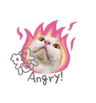 猫ねこぬこ（個別スタンプ：2）