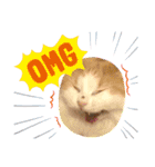 猫ねこぬこ（個別スタンプ：3）