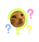 猫ねこぬこ（個別スタンプ：4）