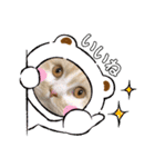 猫ねこぬこ（個別スタンプ：5）