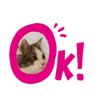 猫ねこぬこ（個別スタンプ：9）