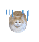 猫ねこぬこ（個別スタンプ：11）