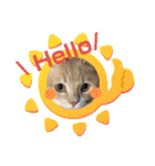猫ねこぬこ（個別スタンプ：13）