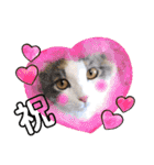 猫ねこぬこ（個別スタンプ：14）