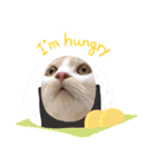 猫ねこぬこ（個別スタンプ：15）