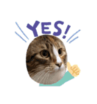 猫ねこぬこ（個別スタンプ：16）