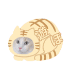 猫ねこぬこ（個別スタンプ：19）