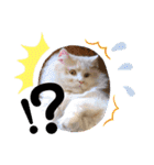 猫ねこぬこ（個別スタンプ：23）