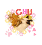 猫ねこぬこ（個別スタンプ：24）