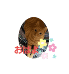 【とら猫】虎太朗ゆるっとスタンプ（個別スタンプ：2）