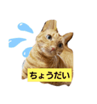 【とら猫】虎太朗ゆるっとスタンプ（個別スタンプ：3）