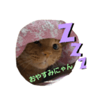 【とら猫】虎太朗ゆるっとスタンプ（個別スタンプ：6）