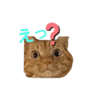 【とら猫】虎太朗ゆるっとスタンプ（個別スタンプ：8）