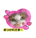 おきらく茶白ねこ3（個別スタンプ：1）