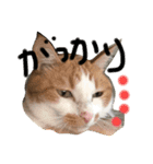 おきらく茶白ねこ3（個別スタンプ：6）
